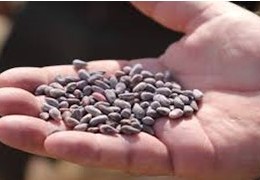 Семя Сарры — залог обильного урожая