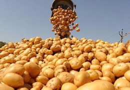 ФЕРМЕР ВА ДЕҲҚОНЛАРГА:  УРУҒЛИК КАРТОШКАЛАРНИ ХАРИД ҚИЛИШДА АЛДАНИБ ҚОЛМАНГ!