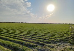 G‘alla maydonlarida agrotexnik tadbirlardagi salbiy holatlar bo‘yicha ogohlantirishlar kiritilgan