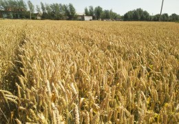 NAVOI: GROWING GRAIN SEEDS IS UNDER CONTROL