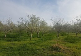 Қишлоқ хўжалиги соҳасига доир Ҳукумат топшириқлари ижроси “Ўзагроинспекция” назоратида