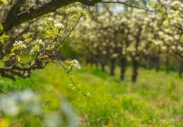 2020 йил куз ва 2021 баҳор ойларида экиш учун 5,8 млн дона кўчат тайёрланган