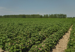 G‘o‘za agrotexnikasini noto‘g‘ri bajargan klaster va fermer xo‘jaligi rahbarlariga ogohlantirishlar berildi