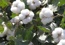 Urug‘lik paxta xom-ashyosi yetishtirish bo‘yicha tanlov natijalari sarhisob qilindi