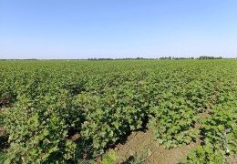 Самарканд: выращивание хлопка находится на пике
