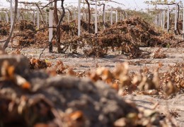 Agroinspectorate takes measures to protect gardens and vineyards from frost
