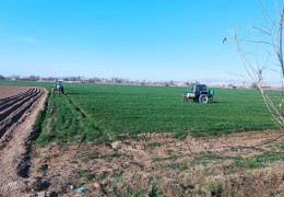 Forecast indicators and a number of tasks have been set for the 2025 harvest of high-yielding, high-quality winter grain crops by variety in the Kyzyltepa district of Navoi Region.