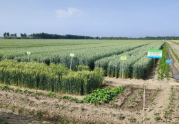 APPROVAL CONTROL EVENTS IN SEED GRAIN AREAS STARTED