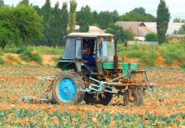 Пахта экилиши керак бўлган майдонга полиз экинлари экилган...
