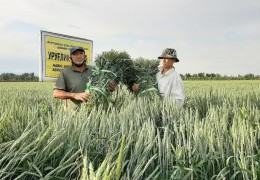 УРУҒЛИК ҒАЛЛА АПРОБАЦИЯСИ НАЗОРАТДА