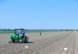 Сурхандарьинская: Завершена посадка семян урожая 2024 года