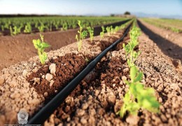 Qishloq xoʼjaligida suvni tejaydigan texnologiyalarni joriy etish boʼyicha subsidiya ajratiladi