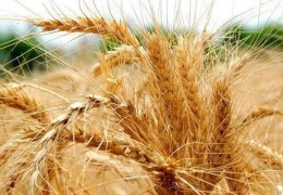 2022 yilgi g‘alla o‘rim-yig‘im mavsumida Agroinspeksiya xodimlari tomonidan  207 holatda nizoli masalalar hal etildi