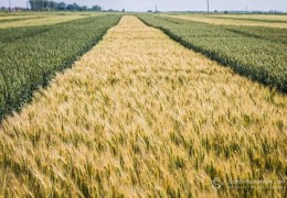 Уруғлик талабига амал қилиниши юзасидан 3 000 дан ортиқ огоҳлантириш хатлари берилган