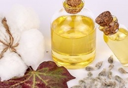 The processing of technical cottonseed by oil and gas enterprises is under control