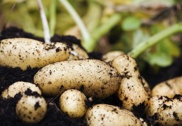 Kartoshka urug‘ini yerga qadashda sustkashlikka yo‘l qo‘yilmoqda