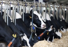 Қонун талабларини бузган чорвачилик хўжаликлари огоҳлантирилди