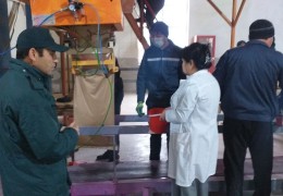 Семена сорта Сара — это гарантия высококачественного хлопка и высокой урожайности.