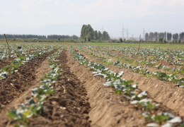 JIZZAH: REPEATED CROPS WILL BE PLANTED ON OVER 83 THOUSAND HECTARES