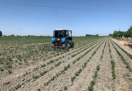 Planting of repeated crops is poorly organized in some regions