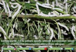 Samarkand: the signing of contracts with 11 cocoon processing enterprises was controlled