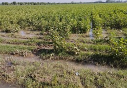 ХАТИРЧИ ТУМАНИДА ҒЎЗА АГРОТЕХНИКАСИДАГИ КАМЧИЛИКЛАР БАРТАРАФ ЭТИЛМОҚДА