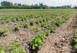 Весеннюю посадку завершают аграрии