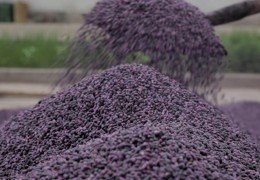 Кластер корхоналарида жамғарилган уруғлик пахта хом ашёсидан етарлича уруғлик захираси шакллантирилди