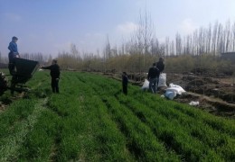 Своевременное и качественное выполнение агротехнических мероприятий на посевах семенных культур под урожай 2025 года обеспечивает Узагроинспекция.