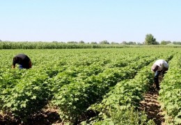 В регионах начинается хлопкоочистительный сезон