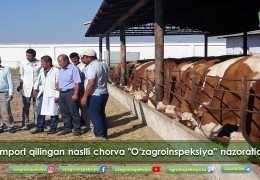 Import qilingan naslli chorva 