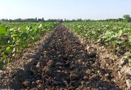 G‘o‘za maydonlarida agrotexnik tadbirlar muhim pallaga kirdi