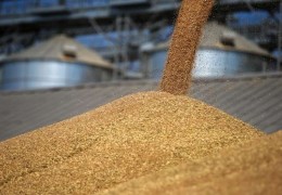 Тошкент вилоятида 2022 йил ғалла ҳосилидан қабул қилинган буғдойнинг таҳлил натижалари