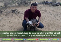 Qoraqalpog‘iston Respublikasida qorako‘lchilikda 2023-yil bahorgi qo‘zi olish mavsumi “O‘zagroinspeksiya” nazoratida.