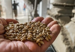 Качественные показатели временно хранящейся пшеницы находятся под контролем