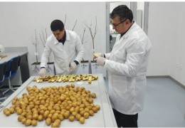 Выдаются сертификаты соответствия на семенной картофель.