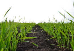 G‘alla maydonlarida agrotexnik tadbirlarning sifatli o‘tkazilishi Inspeksiya nazoratida