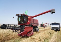 Grain-2024: threshing floors are overflowing with golden grain